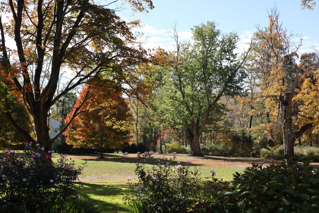 Fall foliage view 
