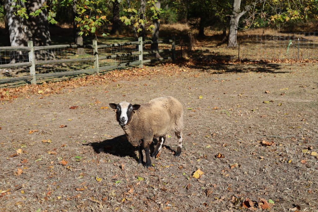 close up of a sheep 