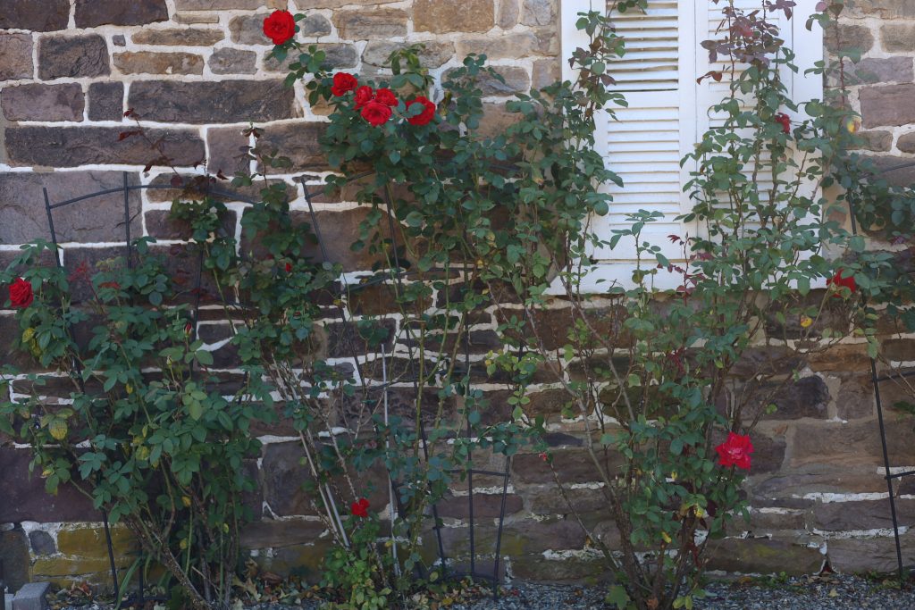 Red roses against stone building 